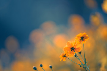 木棉花的春天主题曲是谁唱的